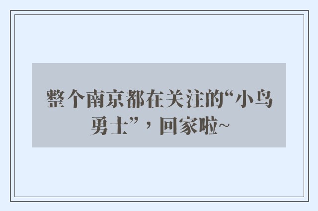 整个南京都在关注的“小鸟勇士”，回家啦~