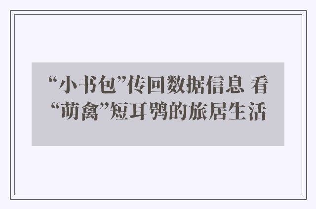 “小书包”传回数据信息 看“萌禽”短耳鸮的旅居生活