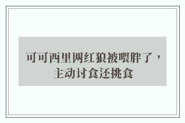 可可西里网红狼被喂胖了，主动讨食还挑食