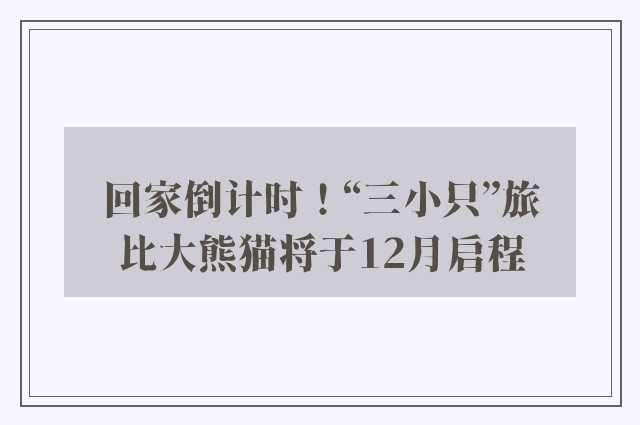 回家倒计时！“三小只”旅比大熊猫将于12月启程